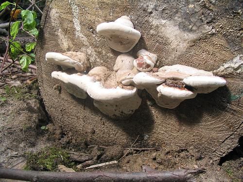This fungus that grows on a cut tree trunk, feeds on the dead wood. It is therefore a saproxylic organism. © Hashidity CC by-nc-sa