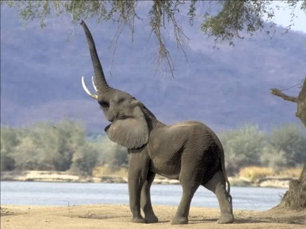 The elephant grasps its food with its proboscis. © fondecran.com