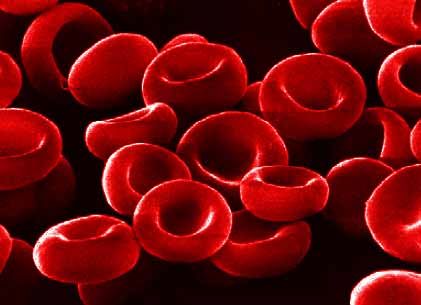 Red cells make up almost half the volume of blood. © DR