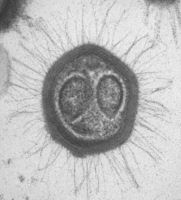 The Mimivirus resembles a bacterium. © Raoult, Aldrovandi/CNRS