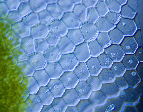 Visualisation of plant cells by oblique illumination microscopy. © Nebarnix, Flickr, CC by-nc-nd 2.0