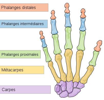 The phalanges are the most distal bones of the hand (or foot).  © Mariana Ruiz Villarreal, Wikimedia, public domain