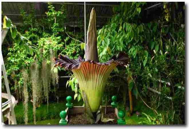 The Titan arum (Amorphophallus titanum), the largest inflorescence in the world, shown here in early bloom at the Brest Botanical Conservatory in June 2009. The red and green part is a spathe. © Brest Botanical Conservatory