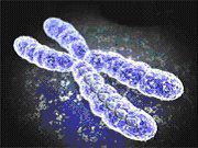 Aneuploidy is an abnormal number of chromosomes © DR
