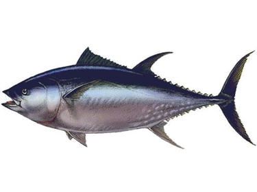 The red tuna, a poikilothermic animal. Credits: DR.