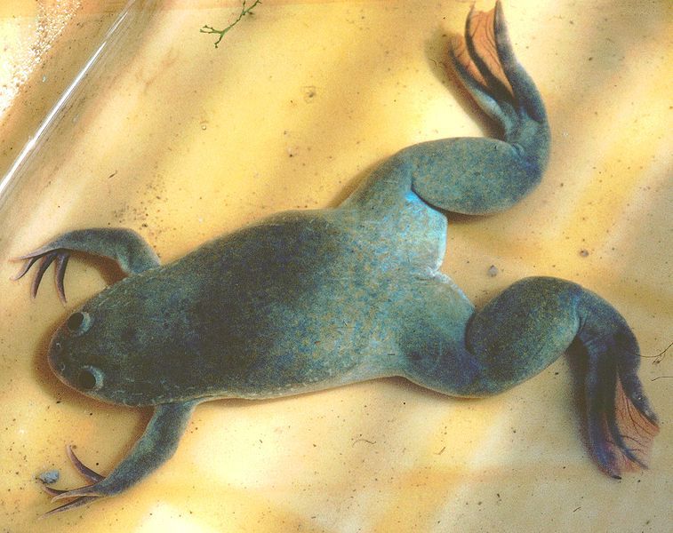 The African clawed frog is an aquatic animal used in laboratories. © Michael Linnenbach, Wikimedia, CC by-sa 3.0