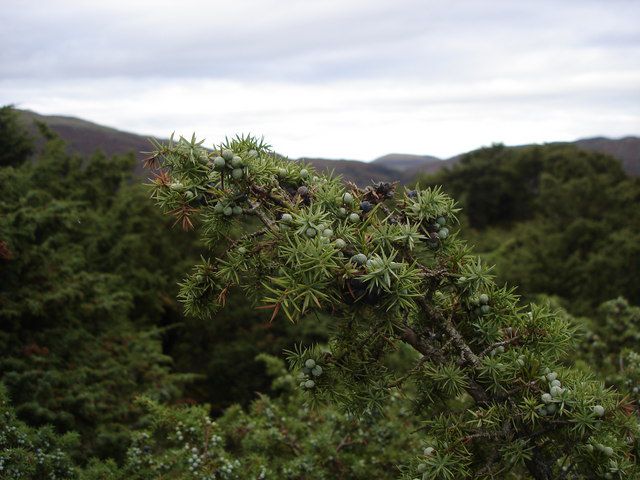 juniperus-communis-ian-cunliffeby-sa