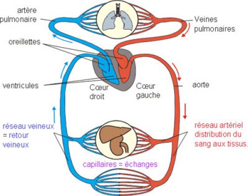 definition-artery