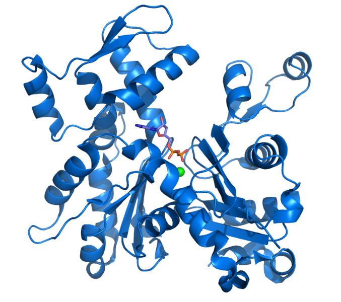 Actin is a protein with a three-dimensional structure made up of alpha helices (corkscrews) and beta sheets (arrows). © Thomas Splettstoesser, Wikimedia, CC by-sa 3.0