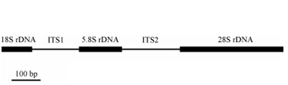 The ribosomal DNA shown here in simplified form contains, amongst others, two ITSs. © DR