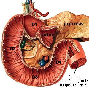 The duodenum is one of the parts of the small intestine and is divided into four segments (D1 to D4). © www.imageshack.us