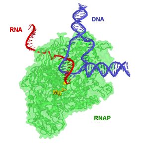 RNA polymerases synthesise the strands of RNA (in red) usually from DNA (in blue). © Abbondanzieri, Wikimedia, public domain