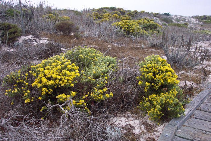 In the vegetation on this dune, phytosociology can be used to identify several distinct and revealing associations at work behind the ecological processes of its environment. © Cpt Albert E. Theberge / NOAA, public domain