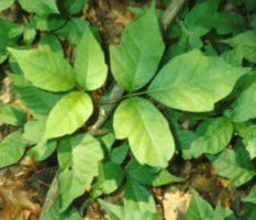 Poison ivy
(Credits: Montreal Botanical Garden)