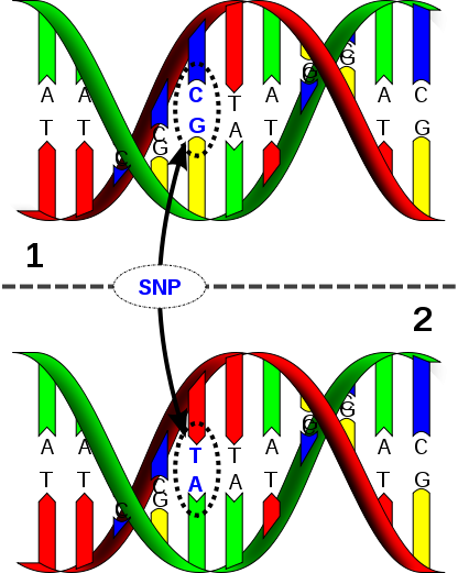 SNPs are punctate variations in the DNA sequence. © David Hall / Licence Creative Commons