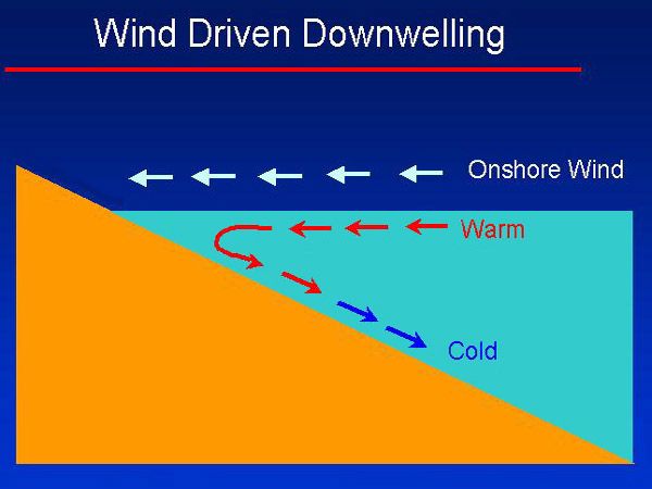 Diagram of the formation of coastal downwelling when the wind blows towards the coast. © US Army, Wikimedia public domain