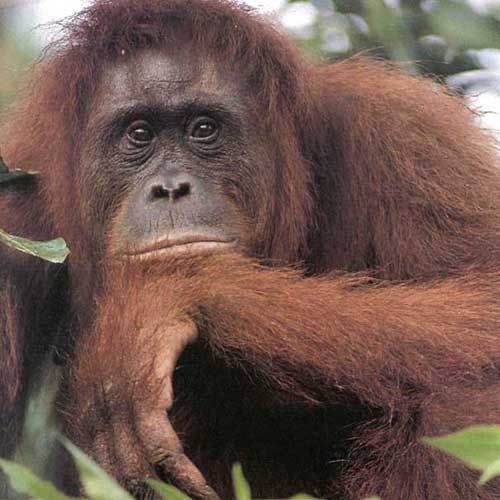 The orang-utan, an endangered great ape. The biodiversity of our planet decreases every second. Credits: DR.