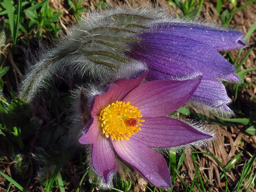 The mountain pasqueflower Pulsatilla montana is a Alpine heritage flower, even though it is not protected. © Denis Vailhé CC by-nc-sa 2.0