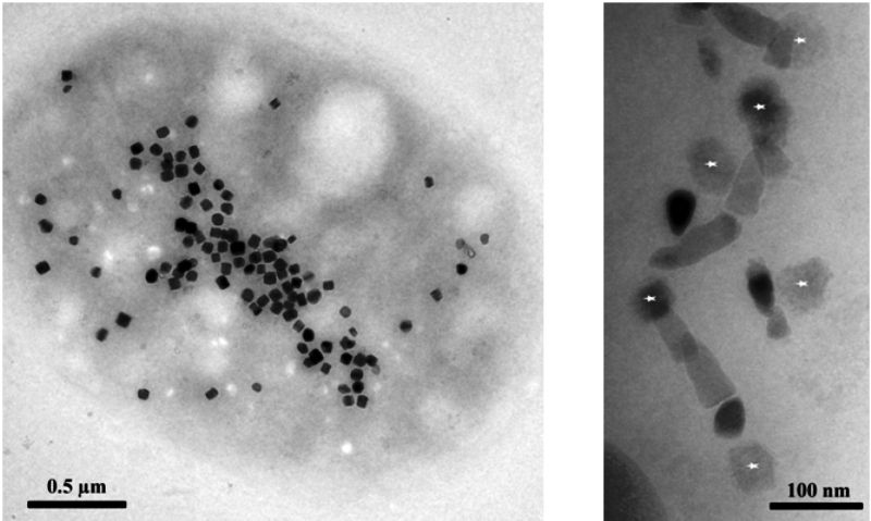 Examination of a sample of magnetotactic bacteria producing magnetite and greigite. Figure on the left: transmission electron microscopy observation of a bacteria producing nano-crystals of greigite and (figure on the right) of a chain of magnetite and greigite magnetosomes (stars). © LBC/CEA