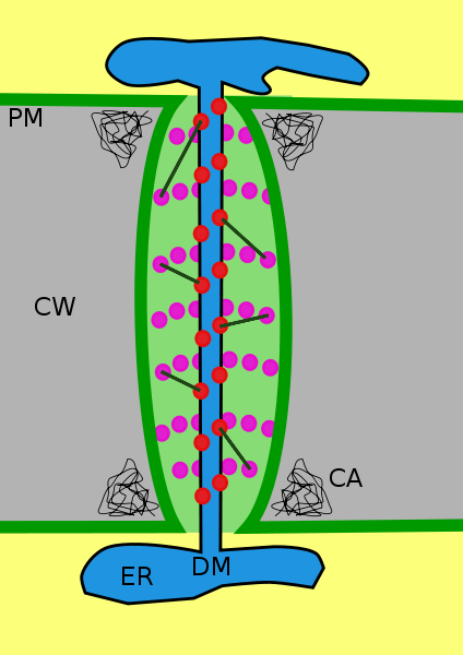 Structural diagram of a plasmodesma. The plasmodesma crosses cell walls (CW) and links the membranes (PM). A desmotubule (DM) connecting two endoplasmic reticula (ER) controls the movement of molecules. © Smartse, Wikimédia CC by-sa 3.0