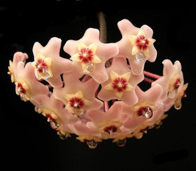 This flower cluster is the inflorescence ofHoya carnosa. © Frank Vincentz, Wikimedia CC by-sa 3.0