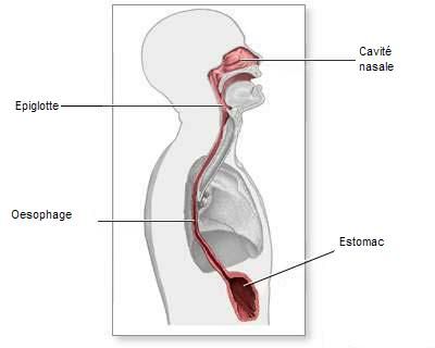 The oesophagus is part of the digestive system and contributes to the movement of food. © DR