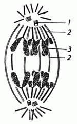 Diagram showing separation of the chromosomes during cell division. 1. The centrosomes 2. Microtubules 3. Chromosomes