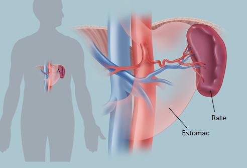 The spleen is a secondary lymphoid organ. © WebMD