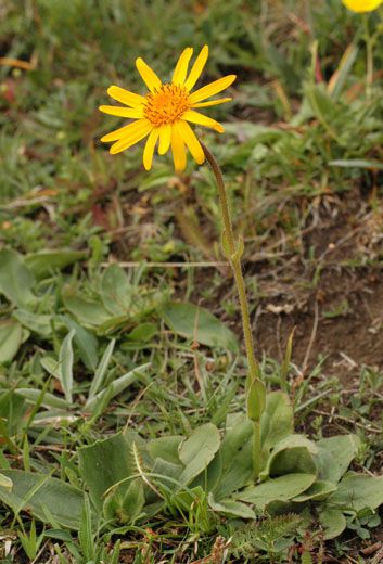 Arnica, for the treatment of light contusions. © F. Le Driant / FloreAlpes.com