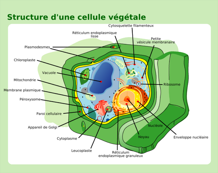 The vacuole is the largest organelle in the plant cell. © Mariana Ruiz Villarreal, Wikimedia, public domain