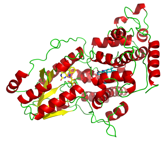 Photolyase is an enzyme belonging to the flavoprotein family.  © Opabinia Regalis / Licence Creative Commons