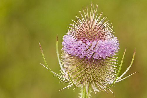 Teasel. © thmor60, Flickr CC by nc-nd 2.0