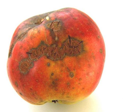 Rotten Apples - Wikipedia