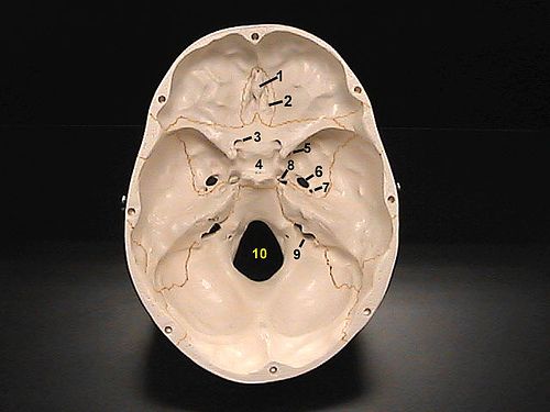 A picture of the occipital bone of the cranium The foramen magnum can be seen in the middle (10) © aj gazmen, Flickr, CC BY-NC-ND 2.0