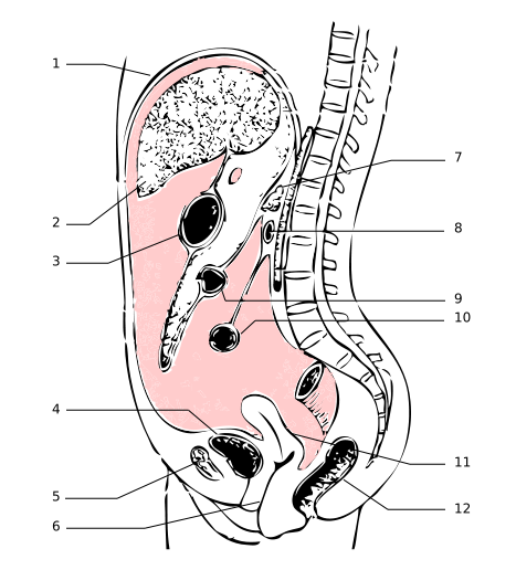 The peritoneum was a membrane which surrounds many organs. 1: diaphragm - 2 : liver - 3 : stomach - 4 : bladder- 5 : pubic bone - 6 : vagina - 7 : pancreas - 8 : duodenum - 9 : transverse colon - 10 : small intestine - 11 : uterus - 12 : rectum. © Wikimedia Commons