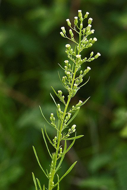 The Canadian horseweed (Conyza canadensis) is a therophyte plant. Originally from America, it is considered an invasive species in Europe. © Eco Heathen CC by-nc-nd 2.0