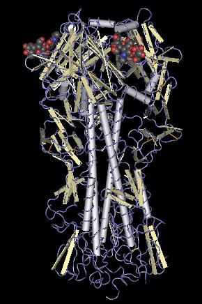 Simplified three-dimensional structure of haemaggluttinin. It is approximately 13.5 nm long. © National Institute of Health, Wikipedia, cc by sa 3.0