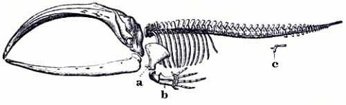 definition-vestigial-structure-vestigial