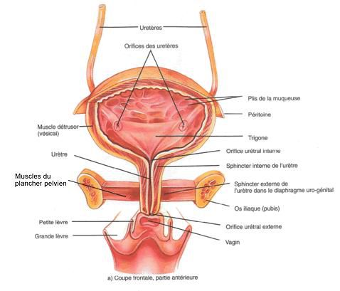 View of the bladder and part of the female urinary system. © www.wowsante.ca