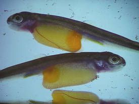 Salmon alevins are still dependent on their yolk sac. © Earl Steele, CC by-nc-nd 2.0