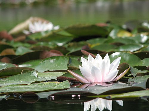 The water lily is an archetypal hydrophilic plant. © Gbart11 CC by-nc 2.0