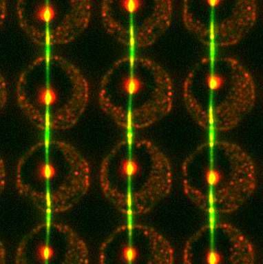 Nanofluidics is one of the applications of nanoscience. © Ohio State University