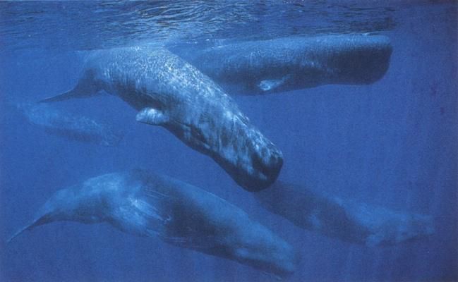 Sperm whales. © DR