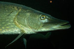 The pike (Esox lucius) is a freshwater fish. © Barcode of Life Data Systems, Eol CC by 3.0