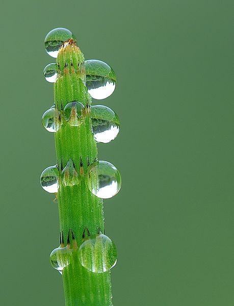Water droplets formed by the root force of the horsetail. © Luc Viatour CC by-sa 3.0