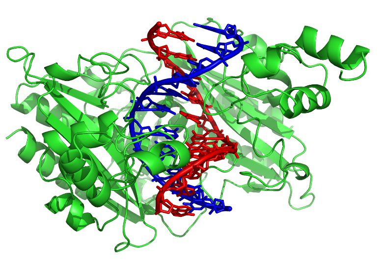 definition-restriction-enzymes