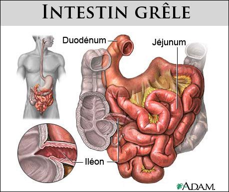The small intestine is composed of the duodenum, jejunum and ilium. © www.health.allrefer.com