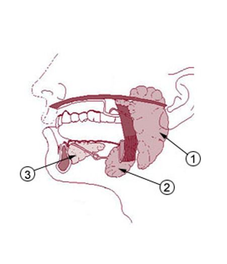 Saliva is produced by three different glands: the parotids (1), submaxillary (2) and sublingual (3). Xerostomia develops when these glands no longer produce enough saliva. © US administration, DP