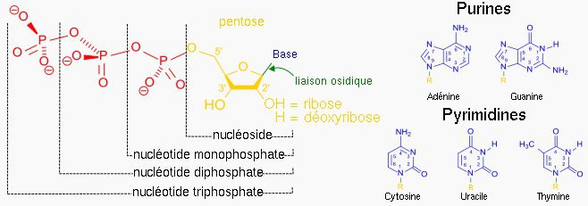 A nucleotide is defined by its nitrogen base, its sugar, and the number of phosphates. © Wikimedia, public domain