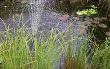 Ponds often contain nitrogenous materials. © DR